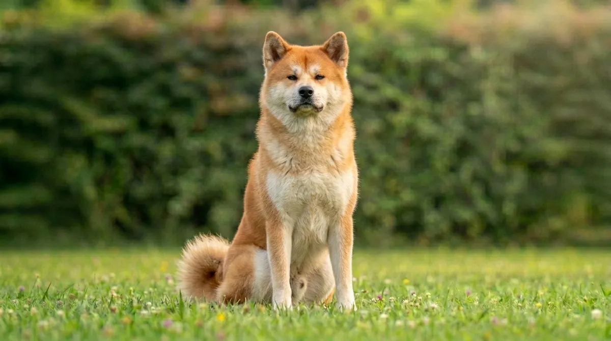 Akita - 2