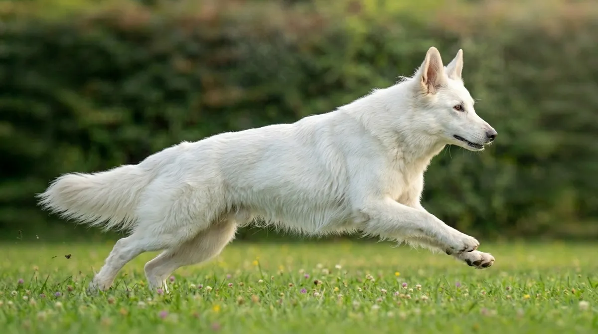 Beyaz İsviçre Çoban Köpeği - 2